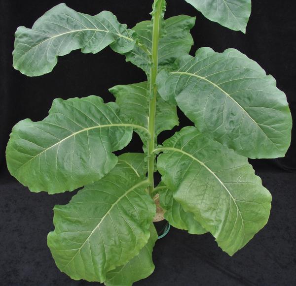 Thumbnail image for Tobacco - Magnesium (Mg) Deficiency
